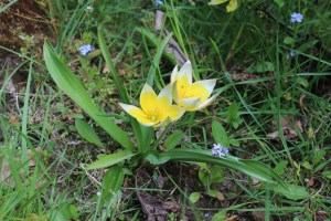 tulipa biflora (2) (1200 x 800)